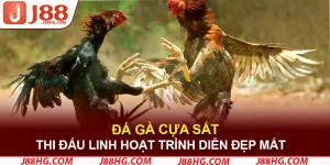 đá gà cựa sắt