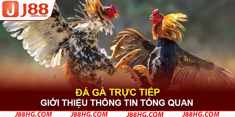 Giới thiệu thông tin tổng quan về sảnh đá gà trực tiếp