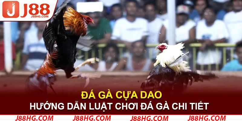 Hướng dẫn luật chơi đá gà cựa dao