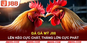 đá gà Mỹ