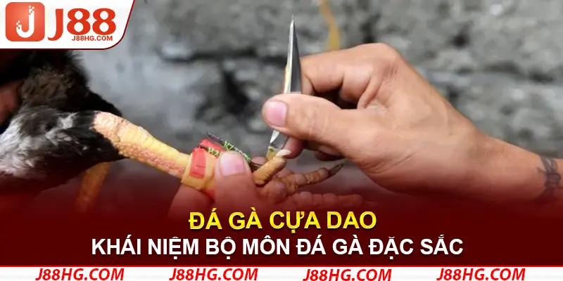 Khái niệm đá gà cựa dao