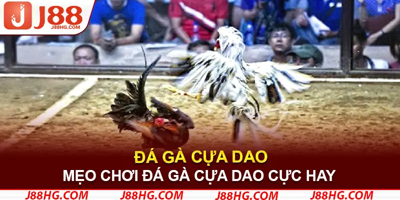 Mẹo chơi đá gà cựa dao cực hay