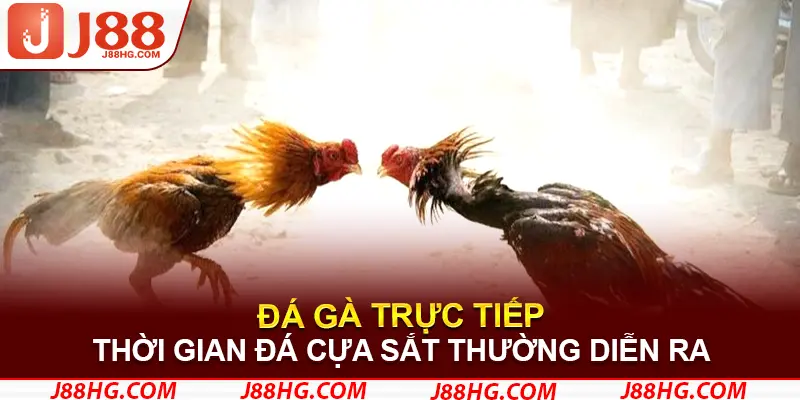 Thời gian đá cựa sắt thường diễn ra khá nhanh chóng